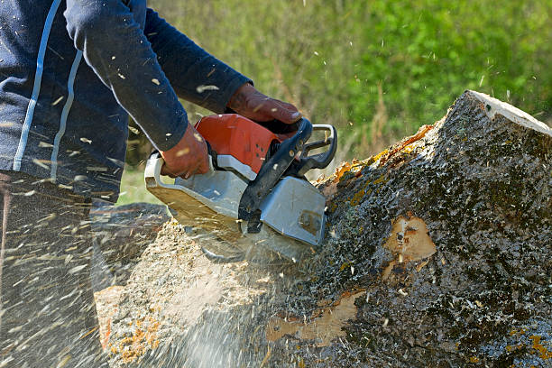 Trusted Walnut, IL Tree Service Experts